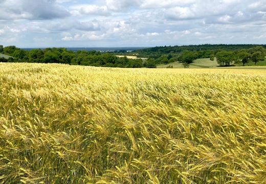 22-06-06 11-15-27 1051